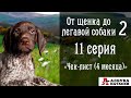 Щенок курцхаара 4 месяца - "Чек-лист навыков и умений" (От щенка до легавой собаки - 2)