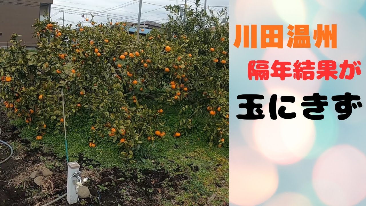 川田温州がすごいことに │ 相模原のりんご園