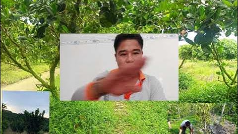 Tác dụng cỏ trên vườn cây ăn trái-Cỏ có cạnh tranh dinh dưỡng với cây trồng hay không