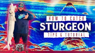 How To Catch Sturgeon - Fishing Tips & Tutorial Part 1