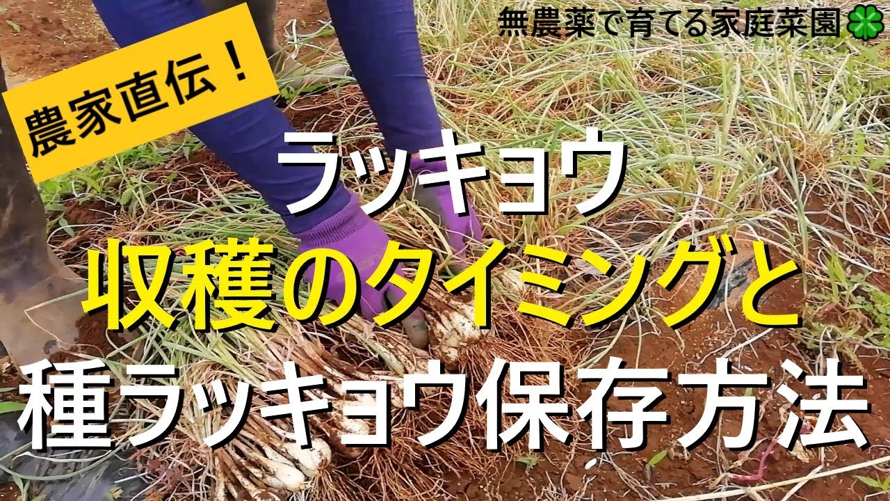 種子島産　らっきょう　20キロ 島らっきょう | 新鮮な旬の味 - 【かごしまぐるり】鹿児島の名物・特産