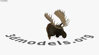 Moose Head 3D model by 3DModels.org