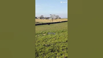 Jiminy Is So Speedy 