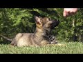 Kraftwerk K9 German Shepherd Puppy &quot;Hope&quot; showing confident down stay at 8 weeks old!