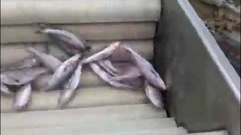 Fish Scaler Machine.  Automatic Fish Descaling Machine.