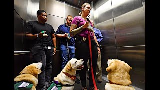 190719 Training with YC Judicial Center service dogs