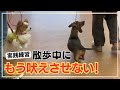 【犬しつけ】【ダックス】散歩中人や犬に吠えさせない方法を実践練習！？
