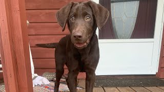 Amos’ Journey: From 7 week old puppy to Finished Retriever- Week 15