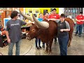 Texan Brings Huge Steer Named Oliver to Petco