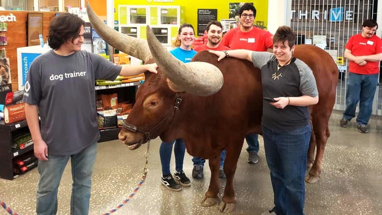 Download Texan Brings Huge Steer Named Oliver to Petco