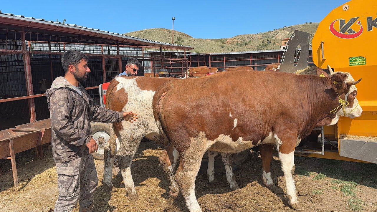 YAYLA TURU İLE YENİ GELEN GEBE DİÜVELER