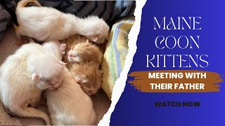 Father meeting his baby kittens 1