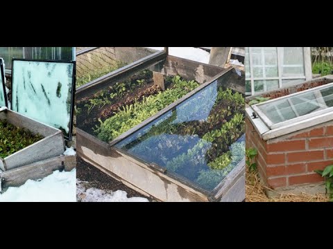 Vídeo: Iniciando mudas em um quadro frio - você pode plantar sementes em quadros frios