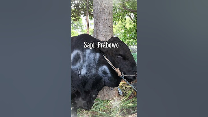 GEDE SEMUA_SAPI KURBAN PEJABAT DI MASJID ISTIQLAL #shorts #sapi #kurban #prabowo #cow  #iduladha