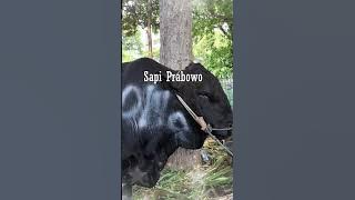GEDE SEMUA_SAPI KURBAN PEJABAT DI MASJID ISTIQLAL #shorts #sapi #kurban #prabowo #cow  #iduladha