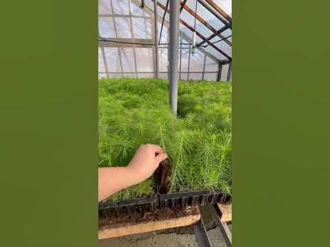 Сеянцы сосны с закрытой корневой системой - YouTube
