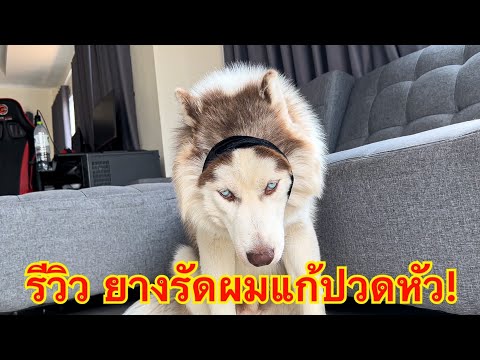 จะเป็นยังไง!? เมื่อ4ข้าวรีวิวยางรัดผมแก้ปวดหัว (สูตรเจ้าอาวาส)