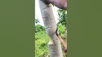 Cut down papaya tree