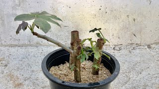 How To Cutting Branches With Land Sand Is Get Leaves But Dont Grow Roots