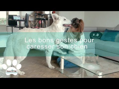 Vidéo: Comment caresser un chien profite au chien - et à vous