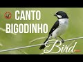 ⏩ EXPLODINDO A GARGANTA DOS BIGODINHOS