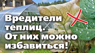 Белокрылка И Паутинный Клещ. Своевременные Обработки Спасут От Них Урожай