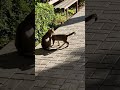 Funny and cute cat moment