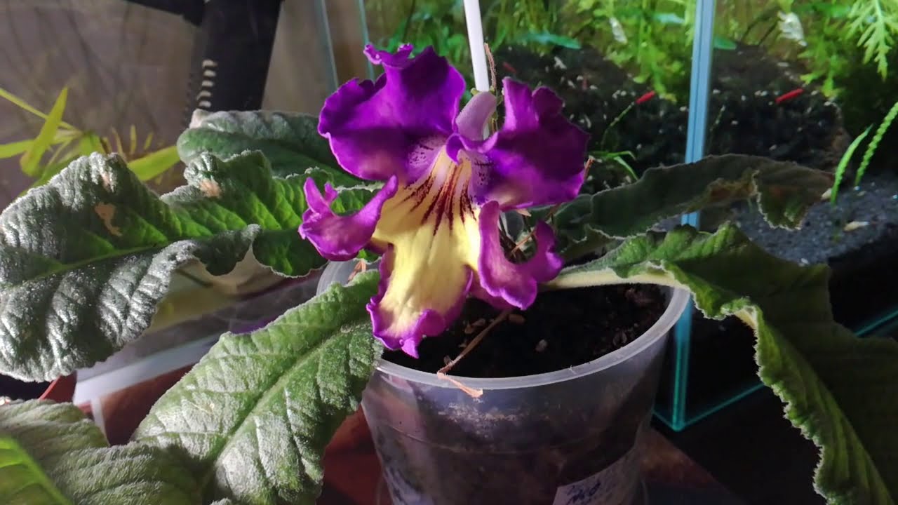 Стрептокарпус карта тьюта фото