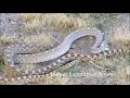 Bull Snakes Mating and Spring Wildflowers in Tucson