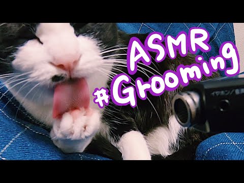 ASMR ? 爪を噛みながらグルーミングするねこ。Sounds grooming by cat#12