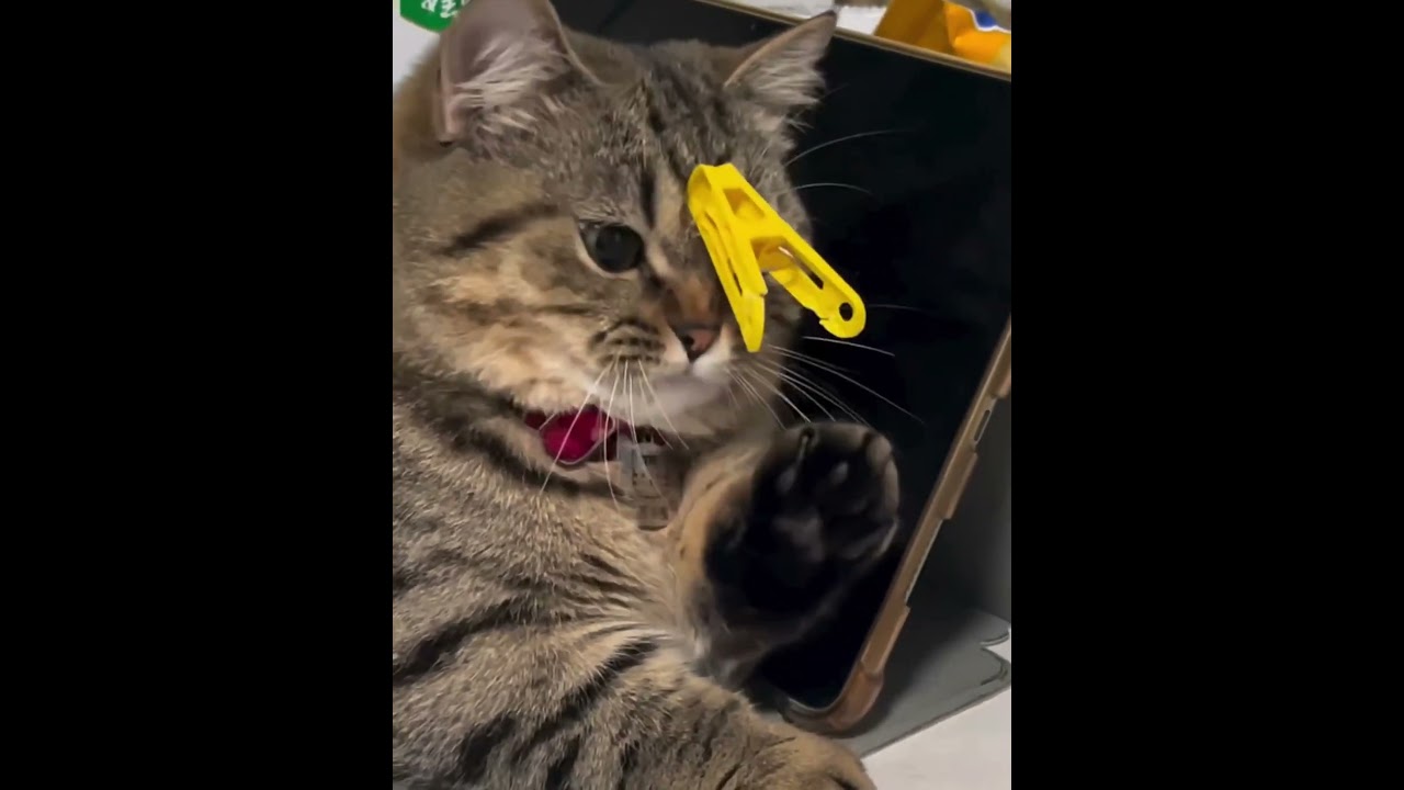 What the heck is this Attached in my Head 