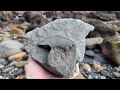 Back out fossil hunting on the Yorkshire coast