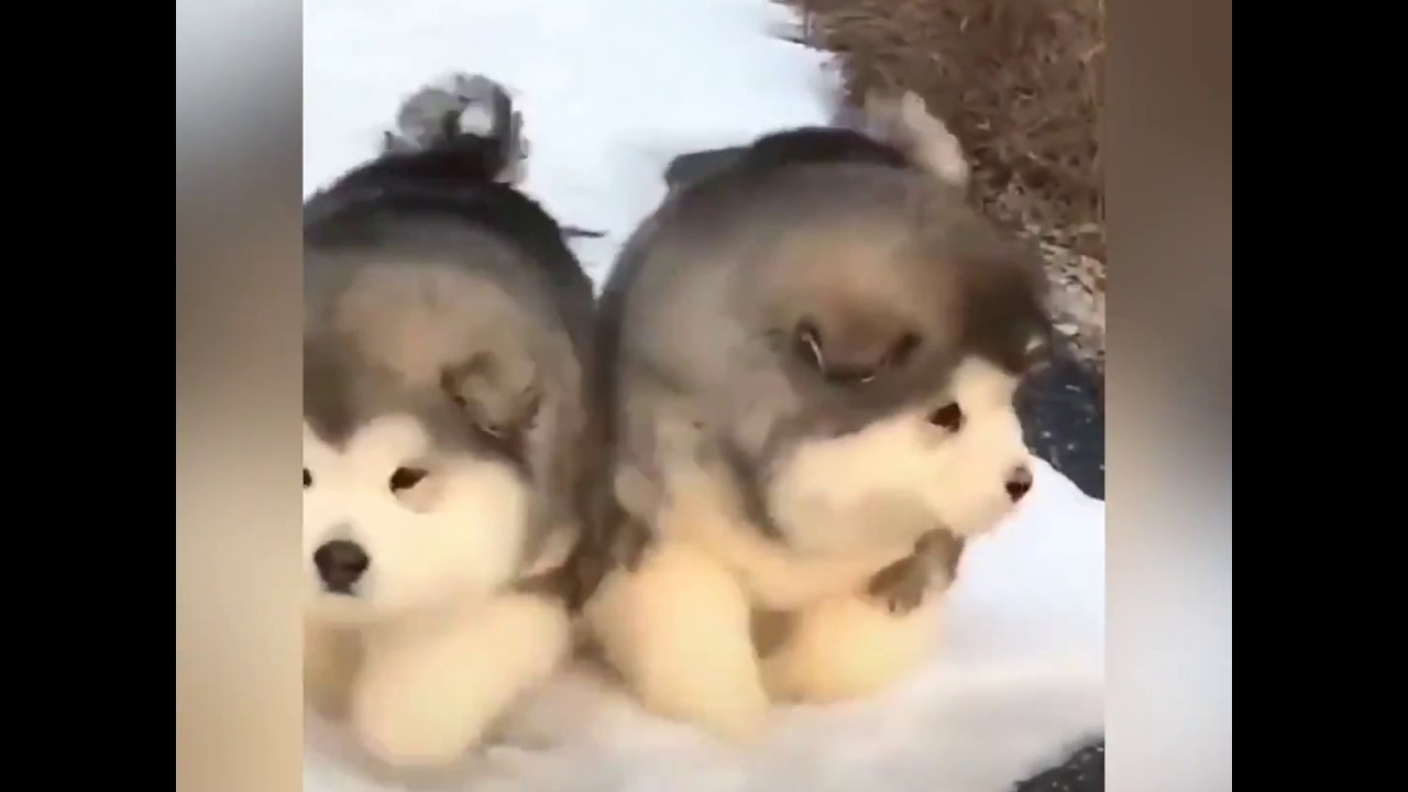 bouncing malamute puppy balls