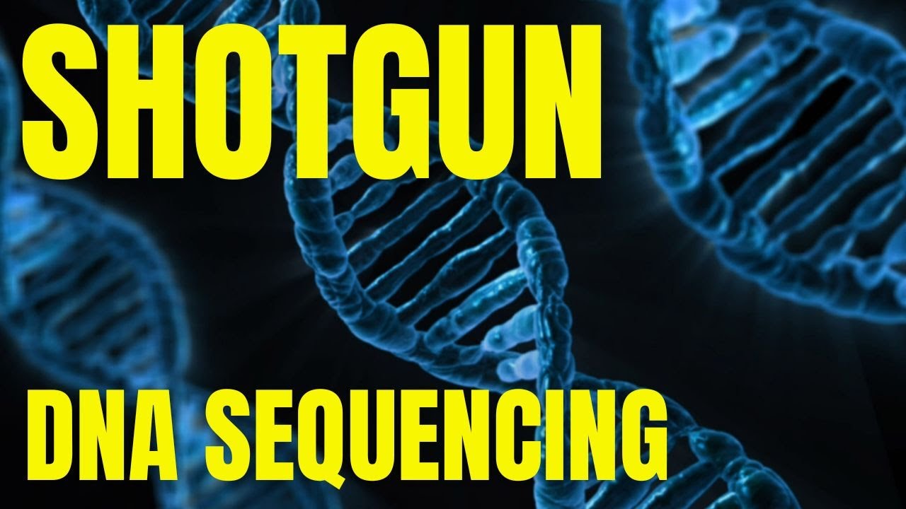 Shotgun sequencing method explained | Hierarchical shotgun sequencing ...