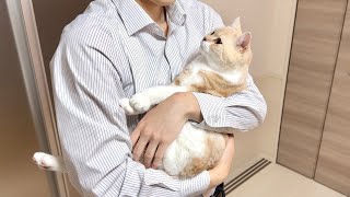 1ヶ月ぶりに大好きな飼い主と再会したら猫が大喜びでこうなっちゃいました笑