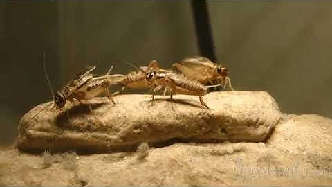 Traditional Algebra 2 – 9.4 Introduction to Logarithms