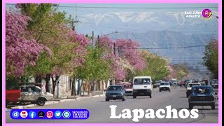 Lapachos, Rawson, San Juan, Argentina.