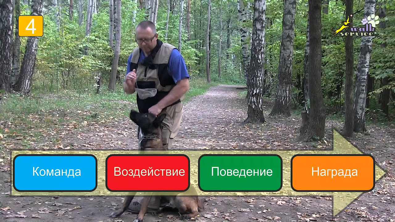 дрессировка собак на свежем воздухе