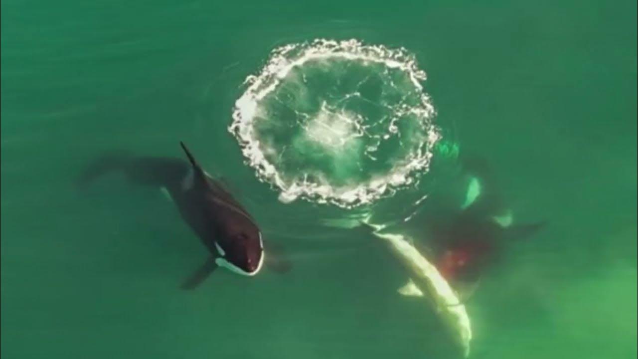 Un drone filme des orques qui tuent un requin blanc, une première YouTube