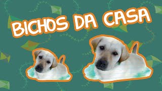 Bichos Da Casa Bebê Mais Bichos