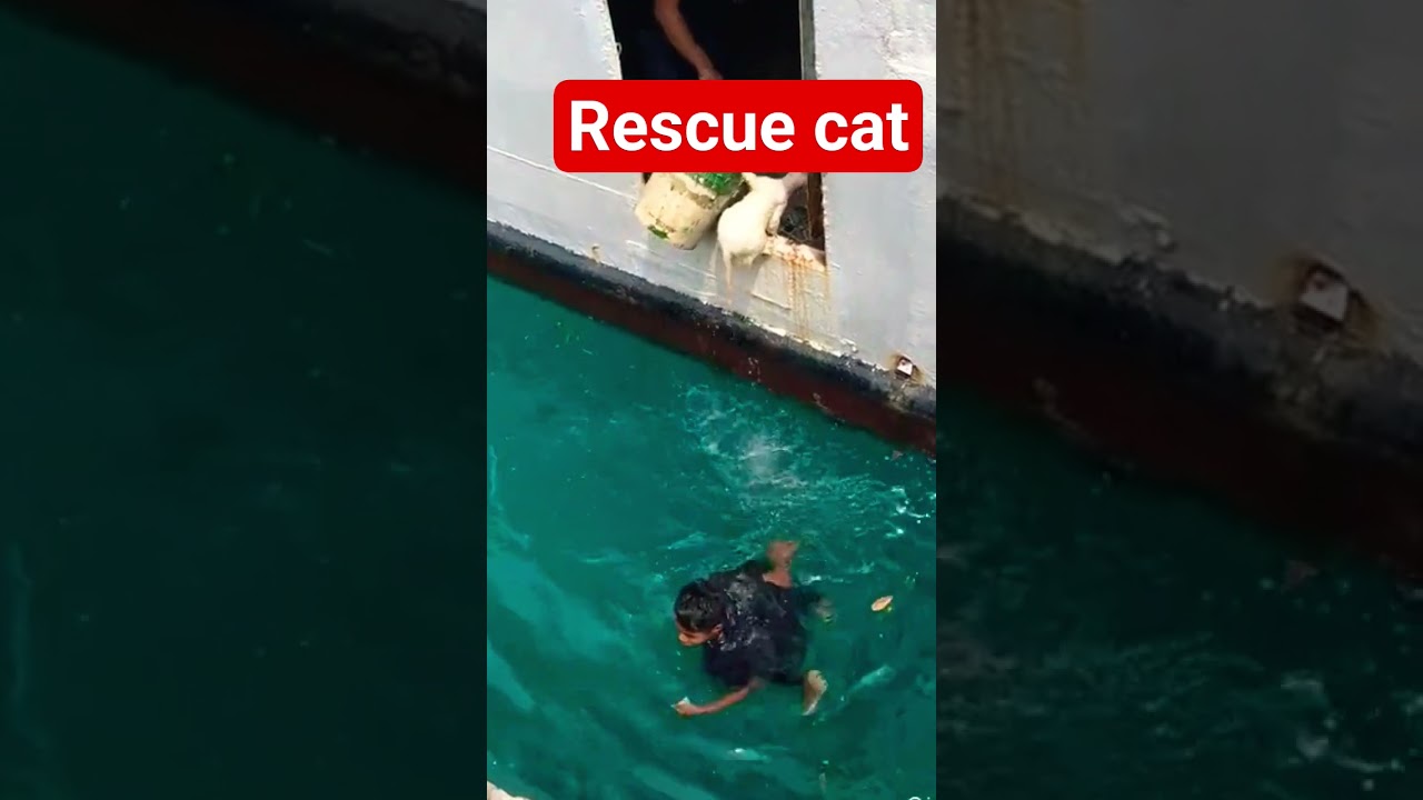 Rescue cat #kucing #rescue #cat