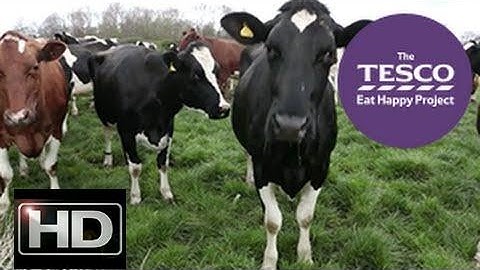 Magnificent Milk: how does a cow make milk?@