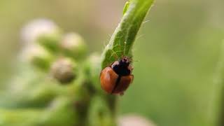 Ladybug's Minutes #ladybug #insect #macro