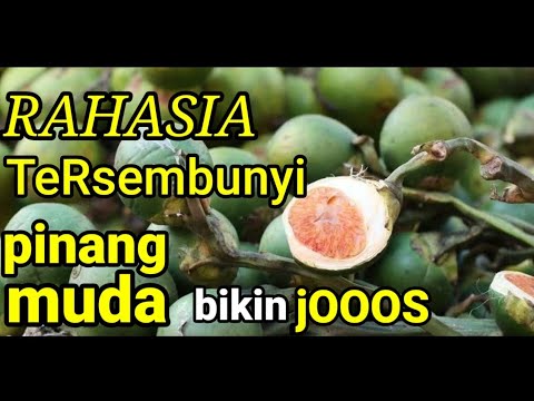 Khasiat Buah Pinang Muda || yang belum banyak orang Tau 