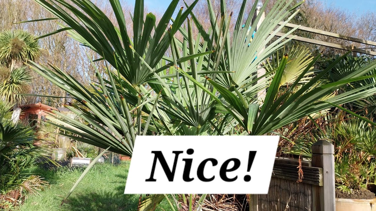 Что я купил в магазине B&M?