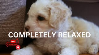 Best Sounds for puppy, soothing dog sounds for anxiety, completely relax, peaceful, calm your dog by TimeToRelax 15 views 1 year ago 10 hours, 24 minutes