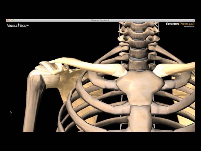 Bones and ligaments of the pectoral girdle - 3D scene - Mozaik