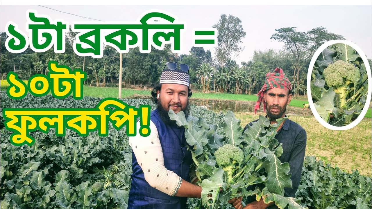 একটি ব্রকলিতে ১০টি ফুলকপির চেয়েও বেশি ভিটামিন! 🥦 ব্রকলির উপকারিতা ও চাষ পদ্ধতি!