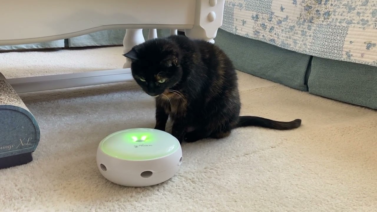 Allegra with the PetFusion Ambush Electronic Cat Toy YouTube