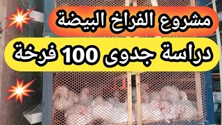 مشروع الفراخ البيضة .دراسة ١٠٠ فرخة #poultry  #فراخ #دواجن